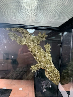 Rhacodactylus Leachianus Pine Island 1.0 Neukaledonischer Riesengecko