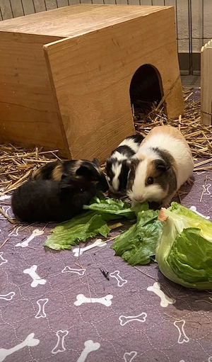 3 Meerschweinchenjunge 2 Böcke, 1 Weibchen