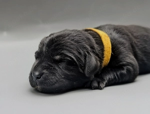 Labrador Welpen mit Ahnentafel 