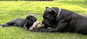 Reinrassige blaue Cane Corso Welpen 