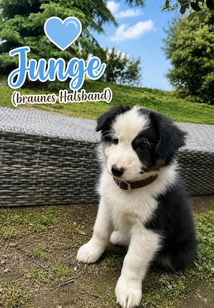 Zuckersüße. Australian Shepherd, Welpen inklusive Überraschungs Box.