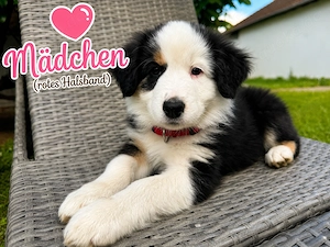 Zuckersüße. Australian Shepherd, Welpen inklusive Überraschungs Box.