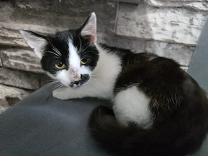 Kater zu Vermitteln 