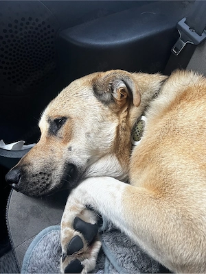 Simba sucht ein für immer zuhause 8 monate jung 