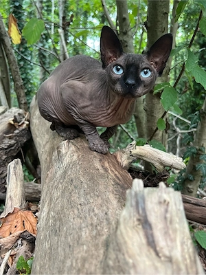  Erfahrener Sphynx-Deckkater "Fin" sucht Katzendamen 