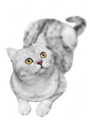 Britisch Kurzhaar Katze (BKH)   Weiblich   