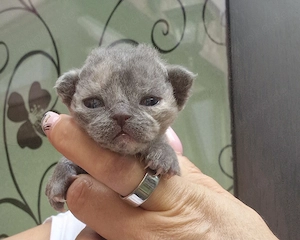 Hübsche Devon Rex Kitten können im Alter von 12 Wochen umziehen  Bild 8