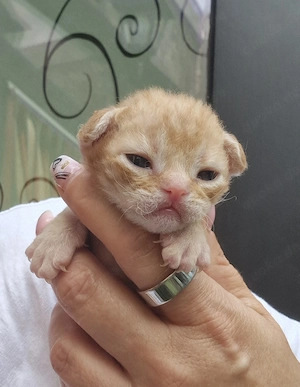 Hübsche Devon Rex Kitten können im Alter von 12 Wochen umziehen  Bild 6