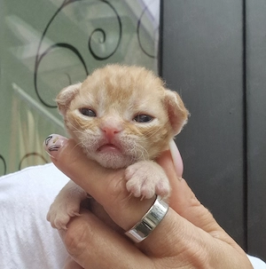 Hübsche Devon Rex Kitten können im Alter von 12 Wochen umziehen  Bild 2