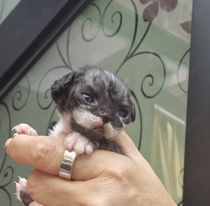 Hübsche Devon Rex Kitten können im Alter von 12 Wochen umziehen  Bild 3