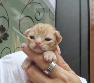 Hübsche Devon Rex Kitten können im Alter von 12 Wochen umziehen  Bild 7