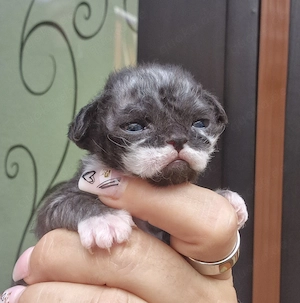 Hübsche Devon Rex Kitten können im Alter von 12 Wochen umziehen  Bild 4