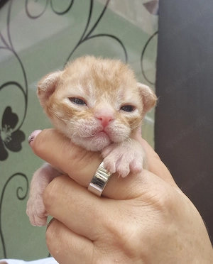 Hübsche Devon Rex Kitten können im Alter von 12 Wochen umziehen  Bild 5