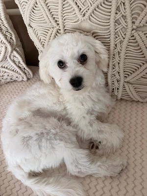 Malteser bichon