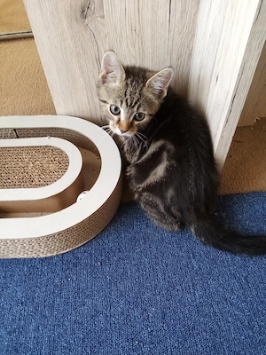 1 babykätzen zu verkaufen