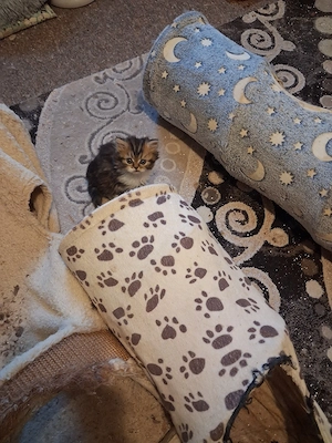 perserkitten
