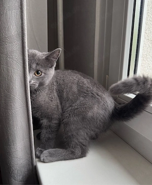 kitten 3 monate