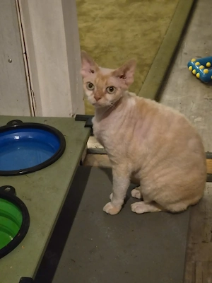 Devon Rex Kater kastriert