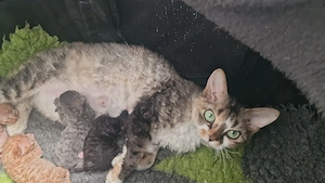 Hübsche Devon Rex Kitten können im Alter von 12 Wochen umziehen  Bild 10