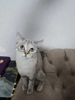 süße katze