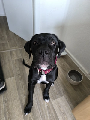 Cane Corso Rüde , 7 Monate 