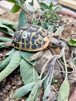 Griechische Landschildkröten - THH Testudo hermanni hermanni