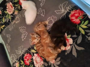 Katzen  in liebevolle  Hände anzugeben 