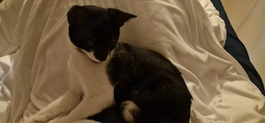 Tiefenentspannter Schmusekater (6 Mon.   Rundum-Paket)