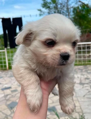 Welpe Bobby auf Pflegestelle in Bosnien sucht ein Zuhause