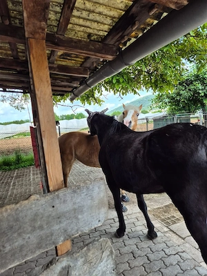 Pony Offenstall Plätze im  Handschuhsheimer Feld frei!