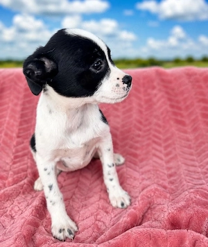 Bella - Bella sucht ihren Platz!