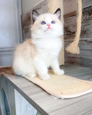 Ragdoll-Kätzchen