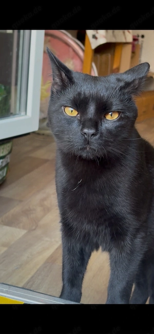 simba sucht dringend ein neues Zuhause