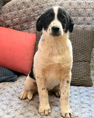 Noel - kleiner Mann sucht Zuhause!
