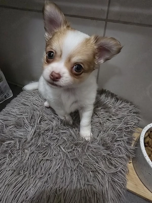 Chihuahua Welpen