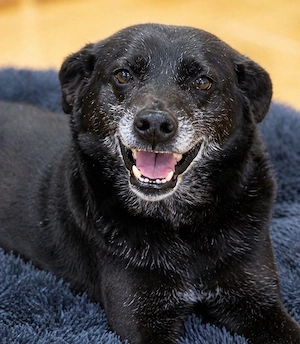 Bobby - Älterer Hund sucht ruhige Menschen!