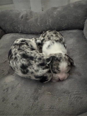 chihuahua welpen 