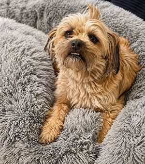 Daisy - Shih Tzu Lady sucht Zuhause! Bild 4