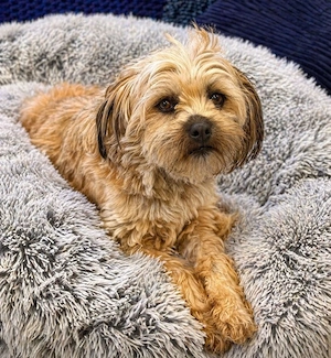 Daisy - Shih Tzu Lady sucht Zuhause! Bild 3