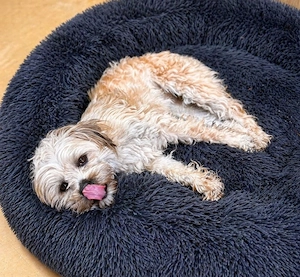 Daisy - Shih Tzu Lady sucht Zuhause! Bild 2