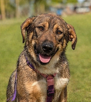 Brandy - Toller Kumpel sucht Zuhause!