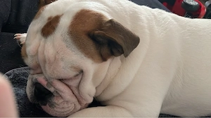 Englische Bulldogge Hündin