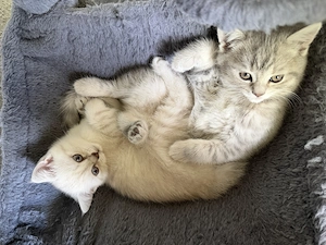 Bkh & ekh kitten baby Bild 10