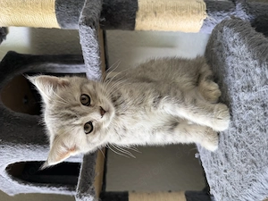 Bkh & ekh kitten baby Bild 7