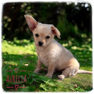 Sportliche Chihuahua x Zwergpudel Hybride aus seriöser Zucht mit Erfahrung