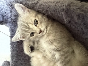 Bkh & ekh kitten baby Bild 8