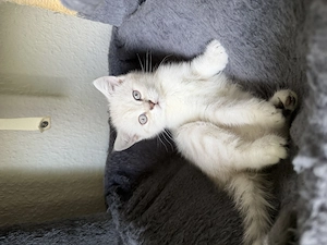 Bkh & ekh kitten baby Bild 3