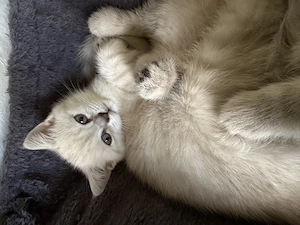 Bkh & ekh kitten baby Bild 9