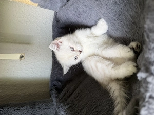 Bkh & ekh kitten baby Bild 2
