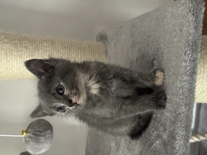 Katzenbabys Russian Blue Mix Kitten